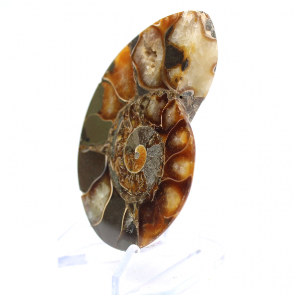 Ammonite de Madagascar con cara pulida y sin pulir.