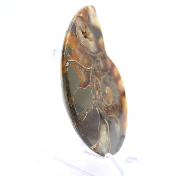 Ammonite de Madagascar con cara pulida y sin pulir.