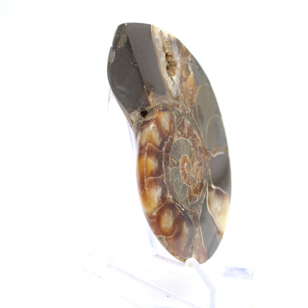 Fósil de amonites pulido: ejemplar de colección