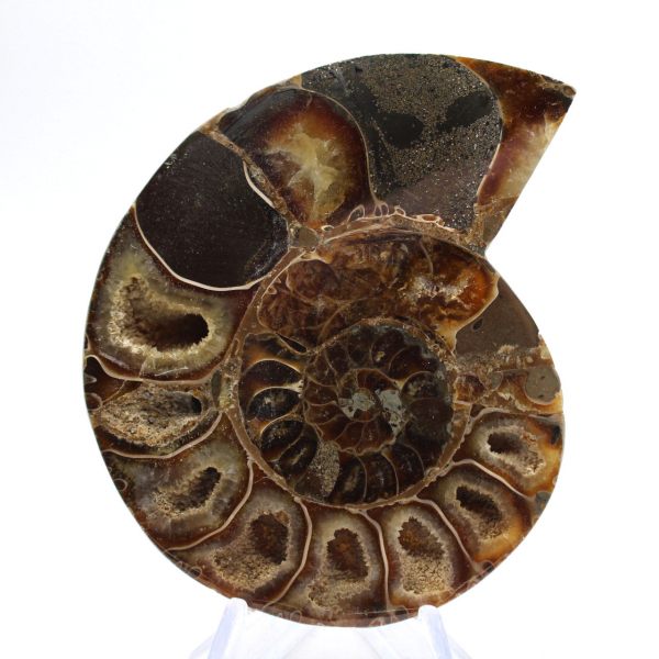 Cefalópodo fósil Ammonite: Dualidad pulida/en bruto