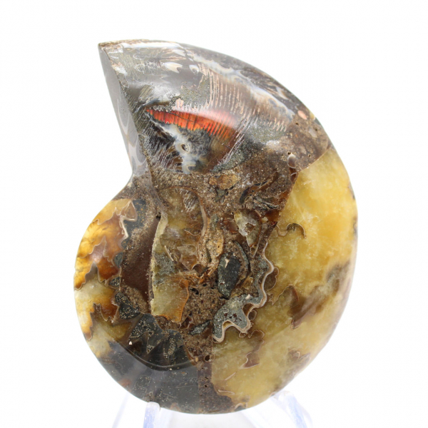 Fósil de amonites pulido: estética y ciencia