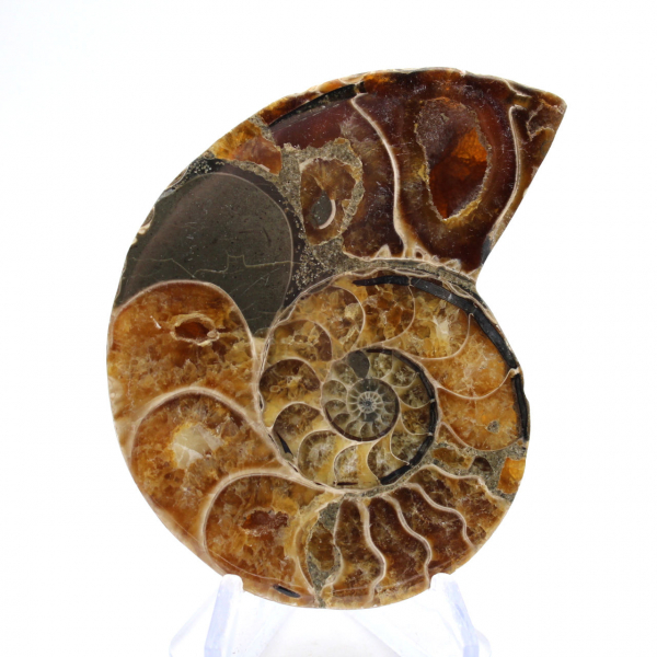 Ammonites de Madagascar: Muestra mineralógica