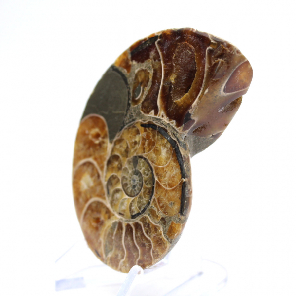 Ammonites de Madagascar: Muestra mineralógica
