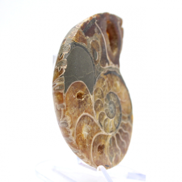 Ammonites de Madagascar: Muestra mineralógica