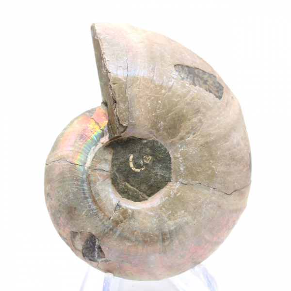 Ejemplar de amonita: entre la tierra y el mar