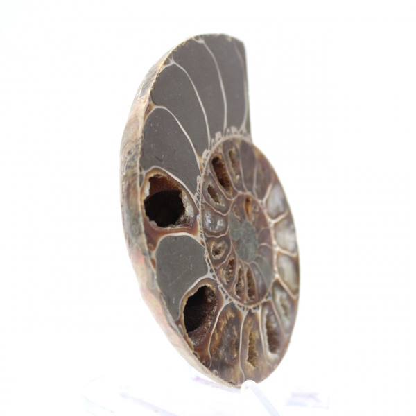 Ejemplar de amonita: entre la tierra y el mar