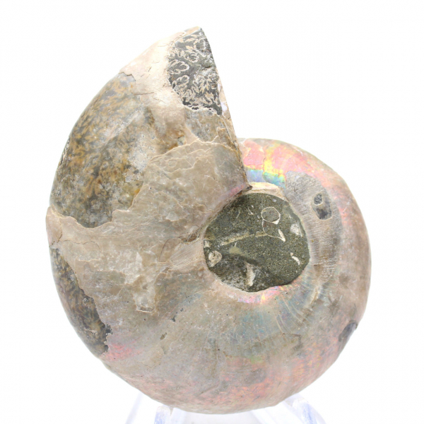 Ammonites pulidos de Mahajanga: tesoros paleontológicos