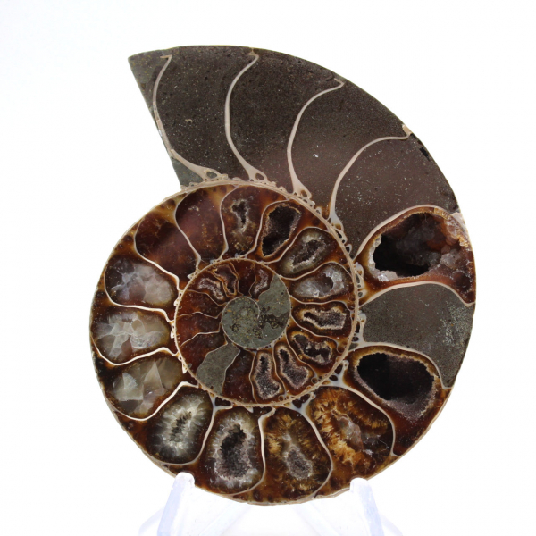 Ammonites pulidos de Mahajanga: tesoros paleontológicos