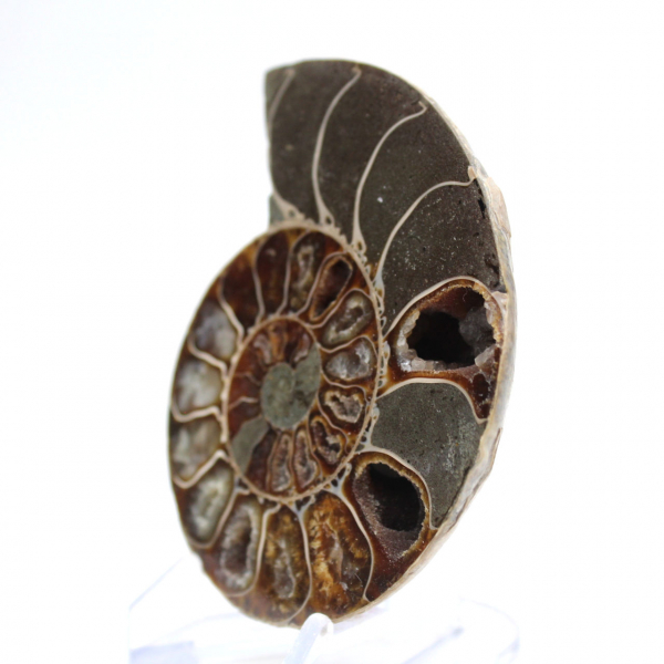 Ammonites pulidos de Mahajanga: tesoros paleontológicos