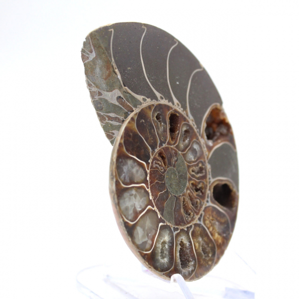 Ammonites pulidos de Mahajanga: tesoros paleontológicos