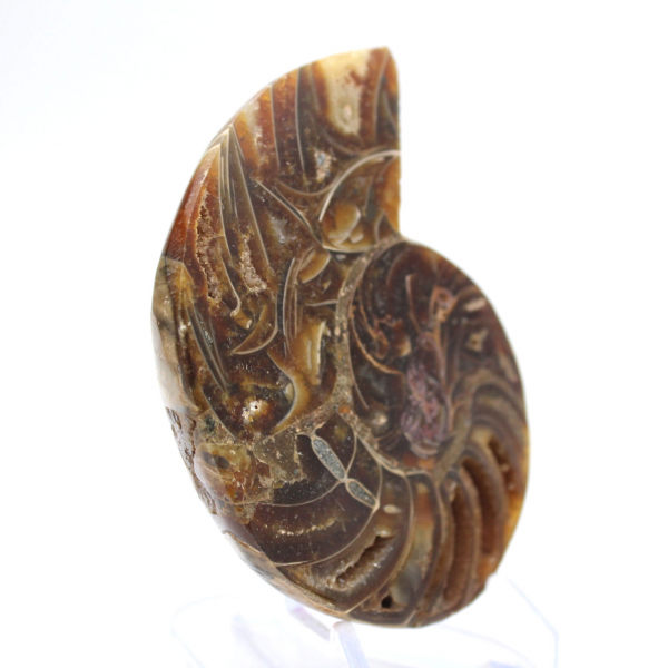 Amonites pequeños de Madagascar: Pureza mineral