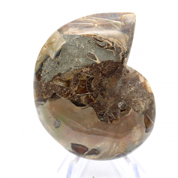 Amonites fósiles: contraste de texturas naturales