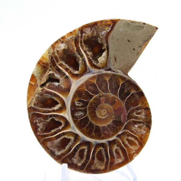 Ammonites de colección: equilibrio y autenticidad