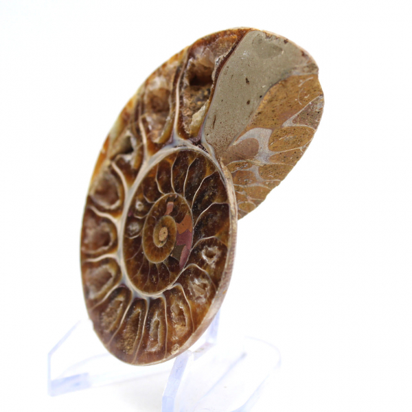 Ammonites de colección: equilibrio y autenticidad