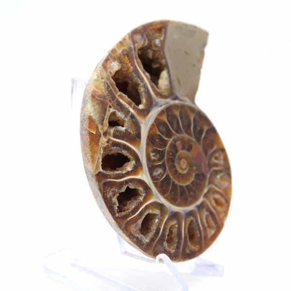 Ammonites de colección: equilibrio y autenticidad