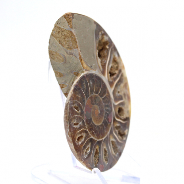 Fósil de amonita pulido: Luz de Mahajanga