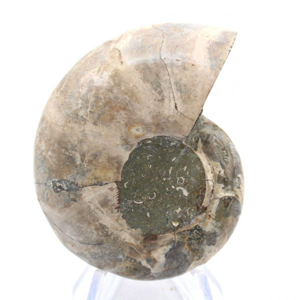 Ammonites de Madagascar: Resistencia y estabilidad