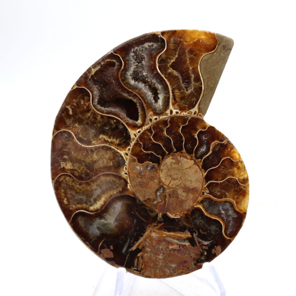 Ammonites claros de Madagascar: Delicadeza y detalles
