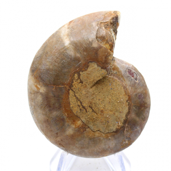 Ejemplar de amonites: La espiral de Madagascar