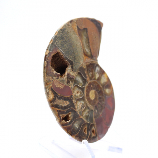 Amonites fosilizados: ejemplar mineral de Madagascar