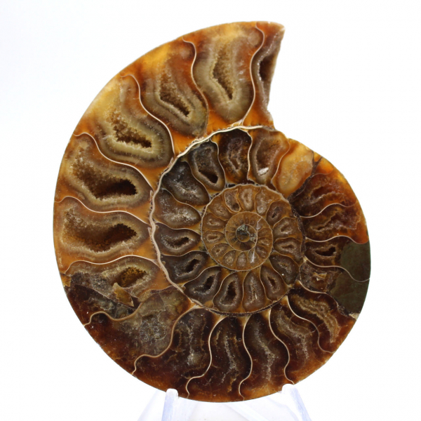 Ammonites pulidos: Geometría marina de Madagascar