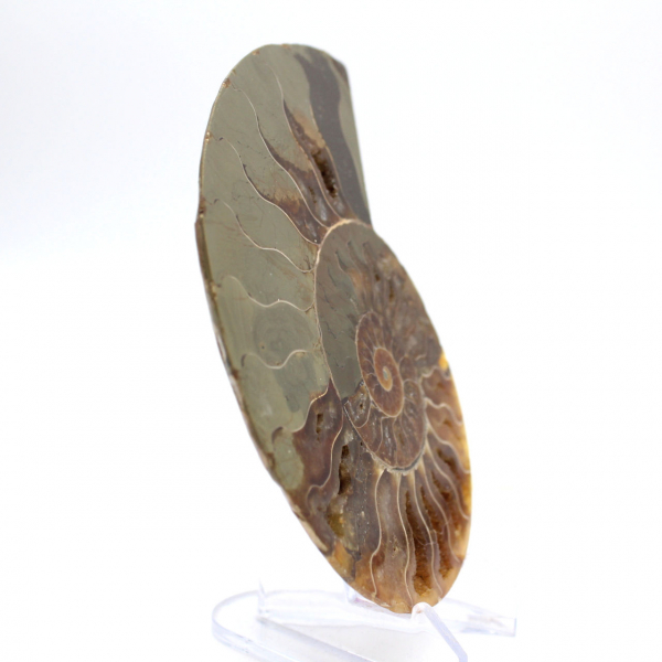 Impresionante amonites de Madagascar: pureza fósil