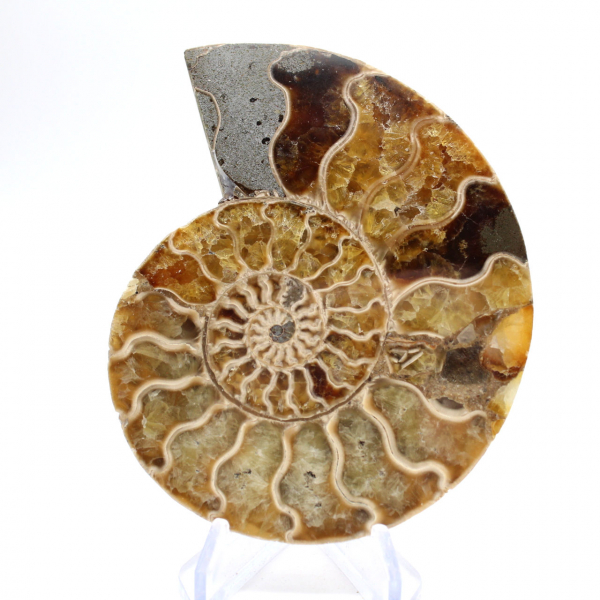 Ammonites de Madagascar: Suavidad y autenticidad