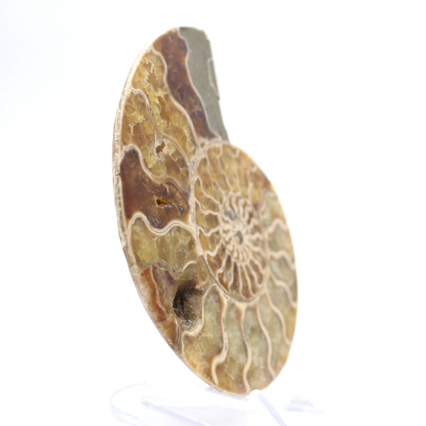 Amonites fósiles de Mahajanga: Equilibrio mineral