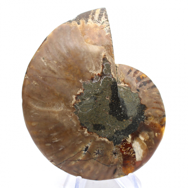 Ammonites de Madagascar: Ritmo y sedimentación