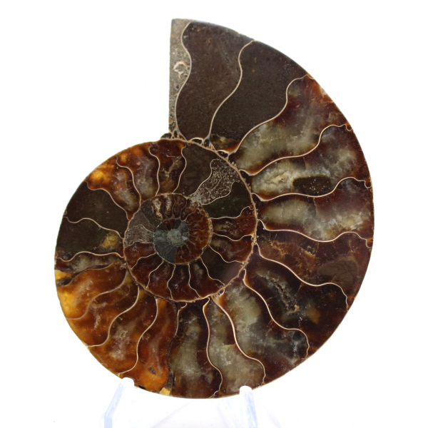 Ammonites de Madagascar: Ritmo y sedimentación