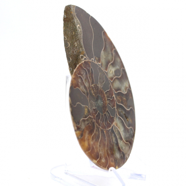 Ammonites de Madagascar: Ritmo y sedimentación