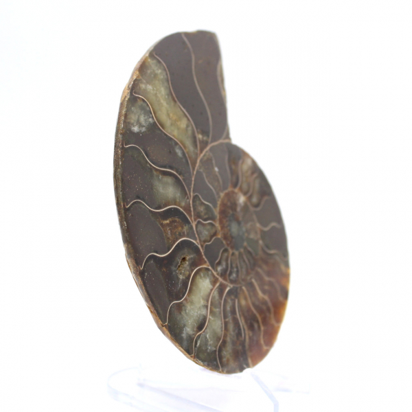 Fósil de amonites pulido: densidad y detalles