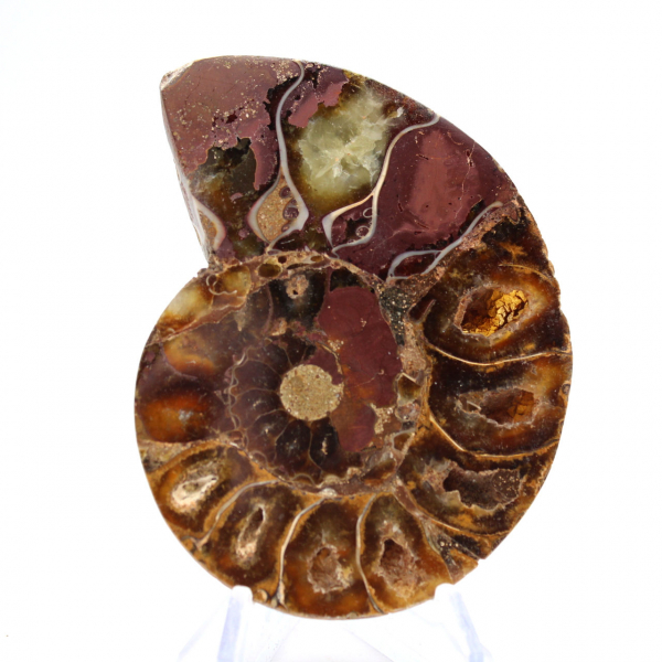 Ammonites de Madagascar: Pureza mineral