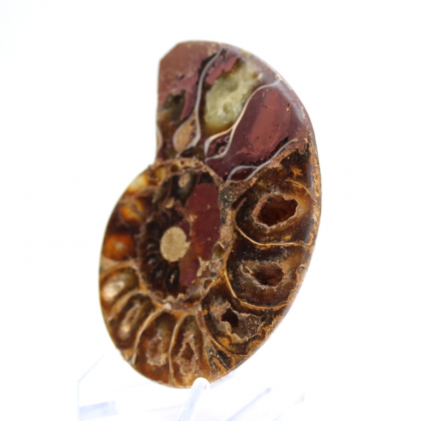 Ammonites de Madagascar: Pureza mineral