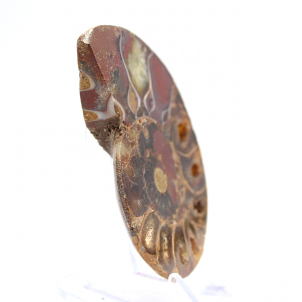 Ammonites de Madagascar: Pureza mineral