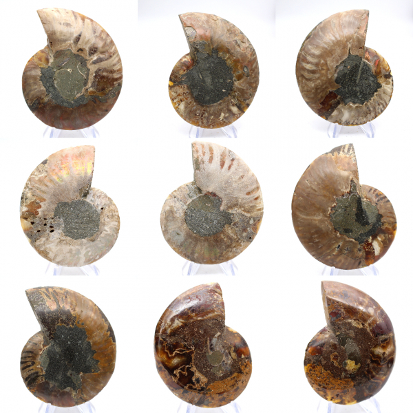 Ammonites pulidos: Geometría marina de Madagascar