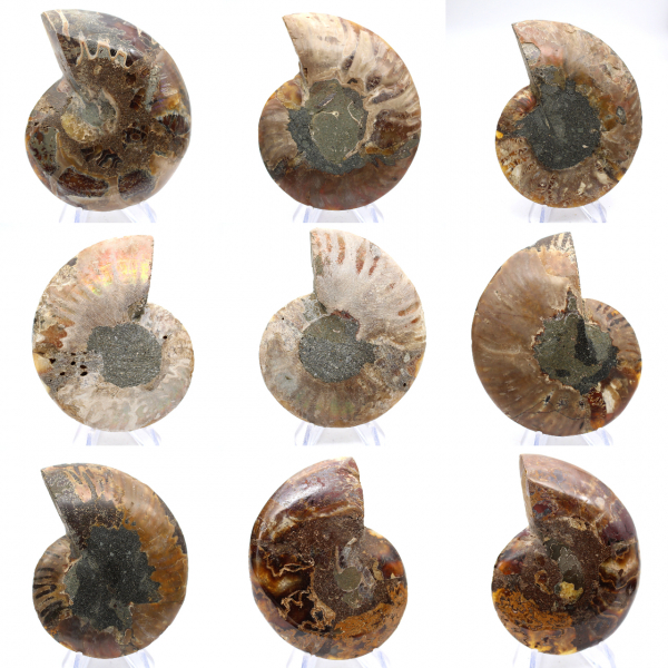 Ammonites pulidos: Geometría marina de Madagascar