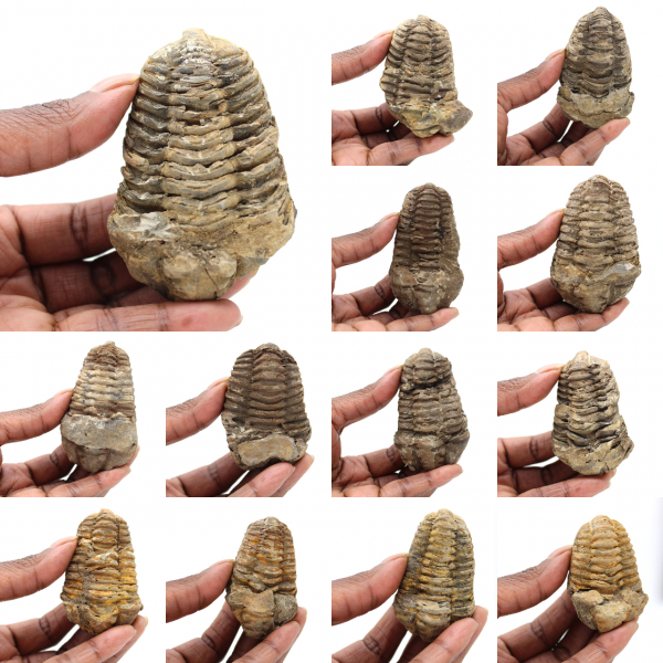 Trilobites de Marruecos