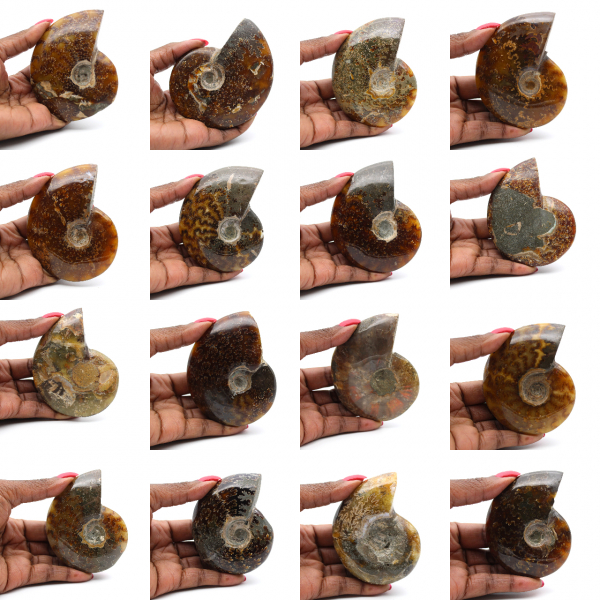 Amonita entera pulida de Madagascar