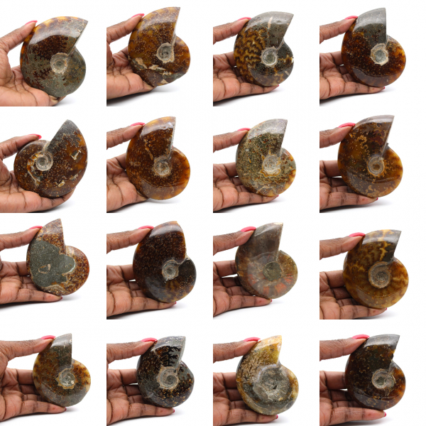 Amonita entera pulida de Madagascar