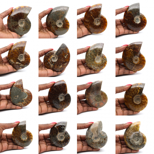 Amonita entera pulida de Madagascar