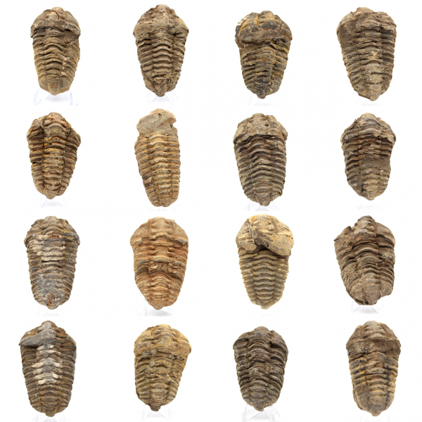 Fósil de trilobite en Marruecos