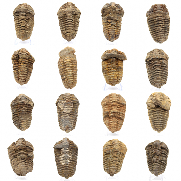 Fósil de trilobite en Marruecos