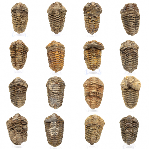 Fósil de trilobite en Marruecos