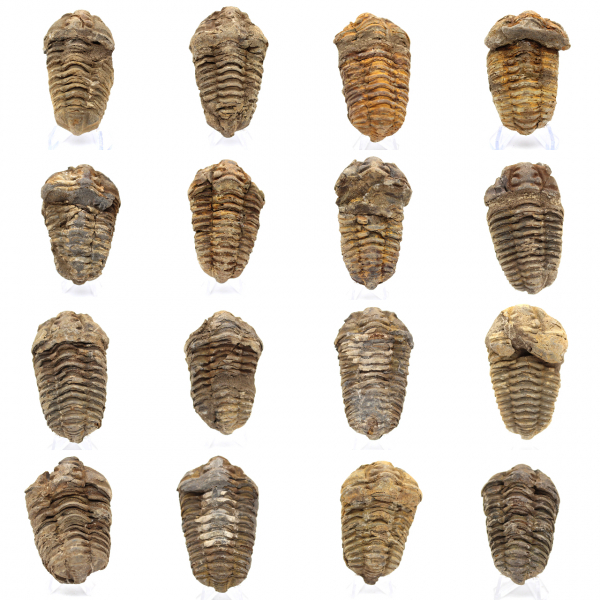 Fósil de trilobite en Marruecos