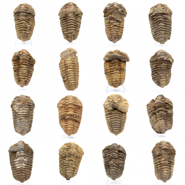 Fósil de trilobite en Marruecos