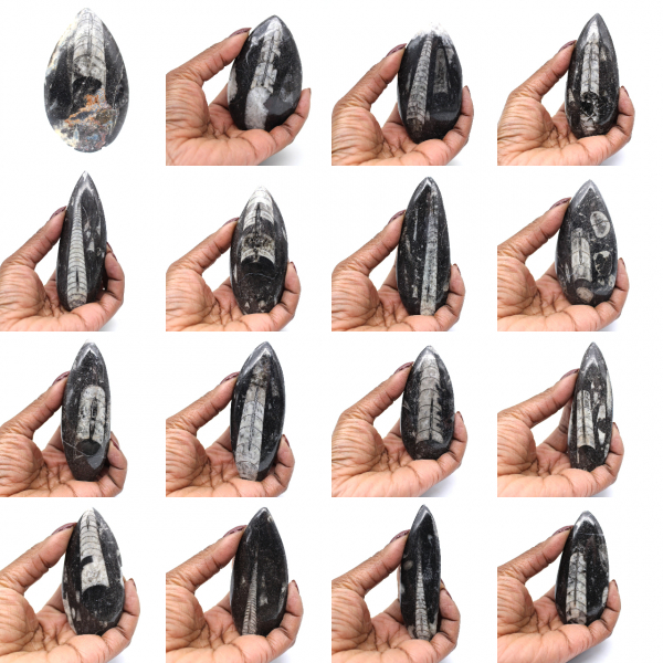 Fósil de Orthoceras hallado en Marruecos