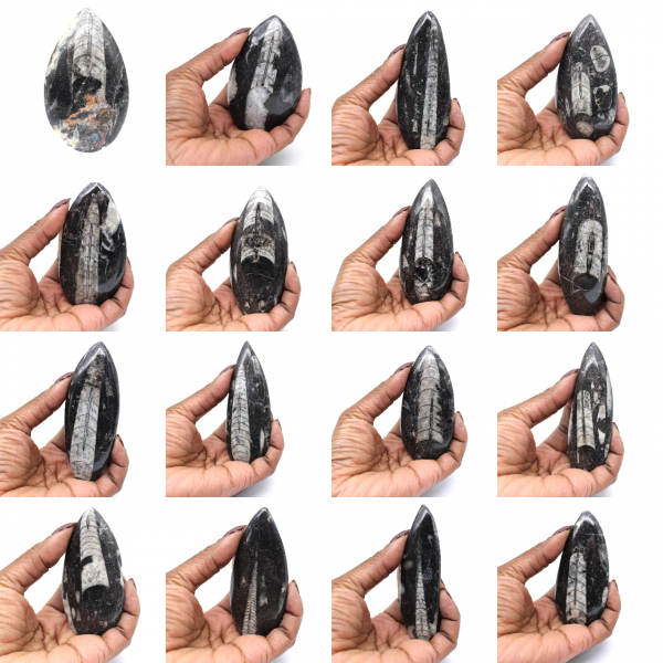 Fósil de Orthoceras hallado en Marruecos Fósil de Orthoceras hallado en Marruecos