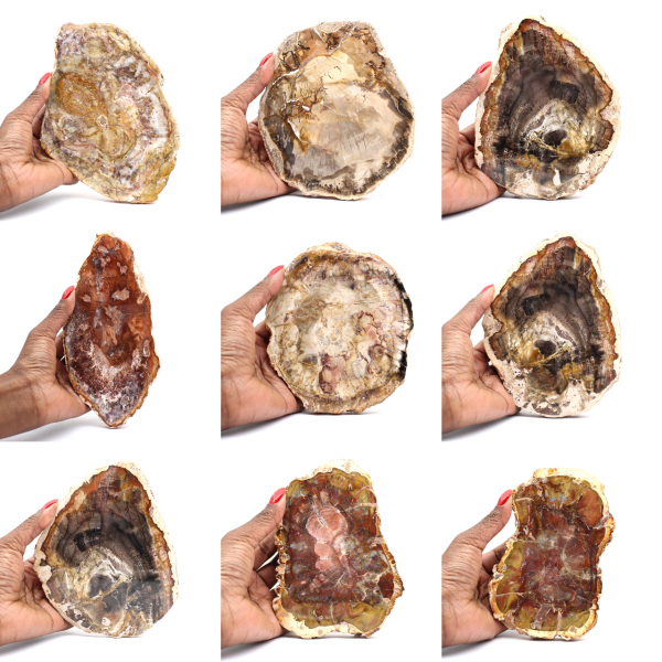 Madera petrificada de Madagascar