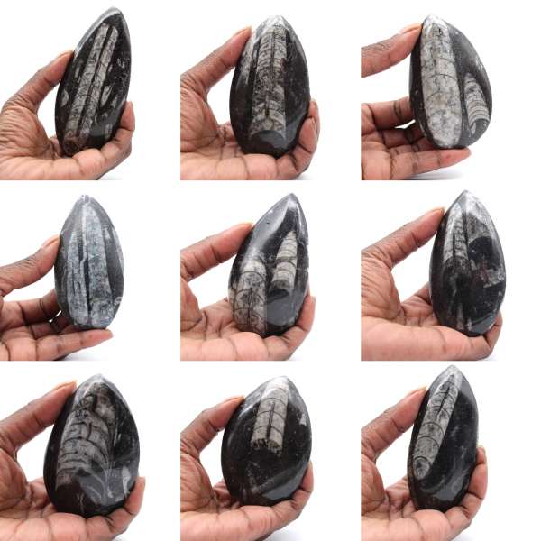 Ortoceras Marroquíes